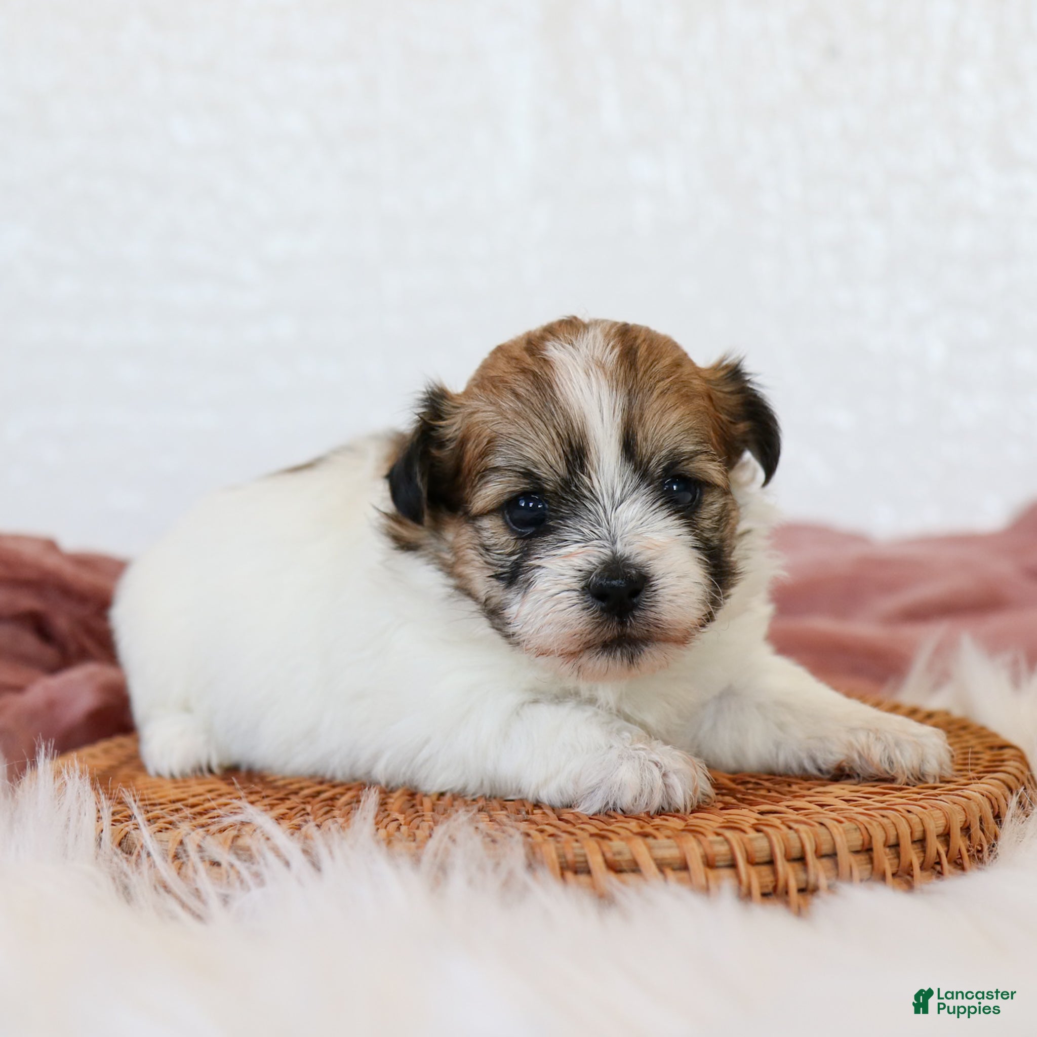 Teddy Bear dogs Casey Teddy Bear  - Ad 2