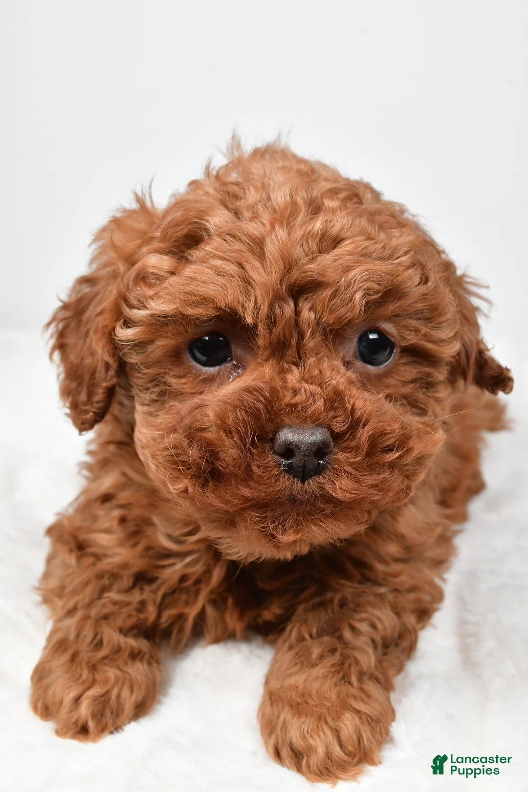 Cavapoo dogs for sale: Rebecca - Ad 9