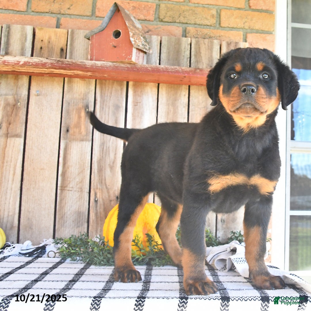 Rottweiler Puppies for sale Lancaster Puppies
