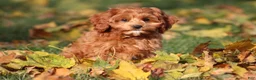 Cavapoo dogs for sale: Bently - Ad 6