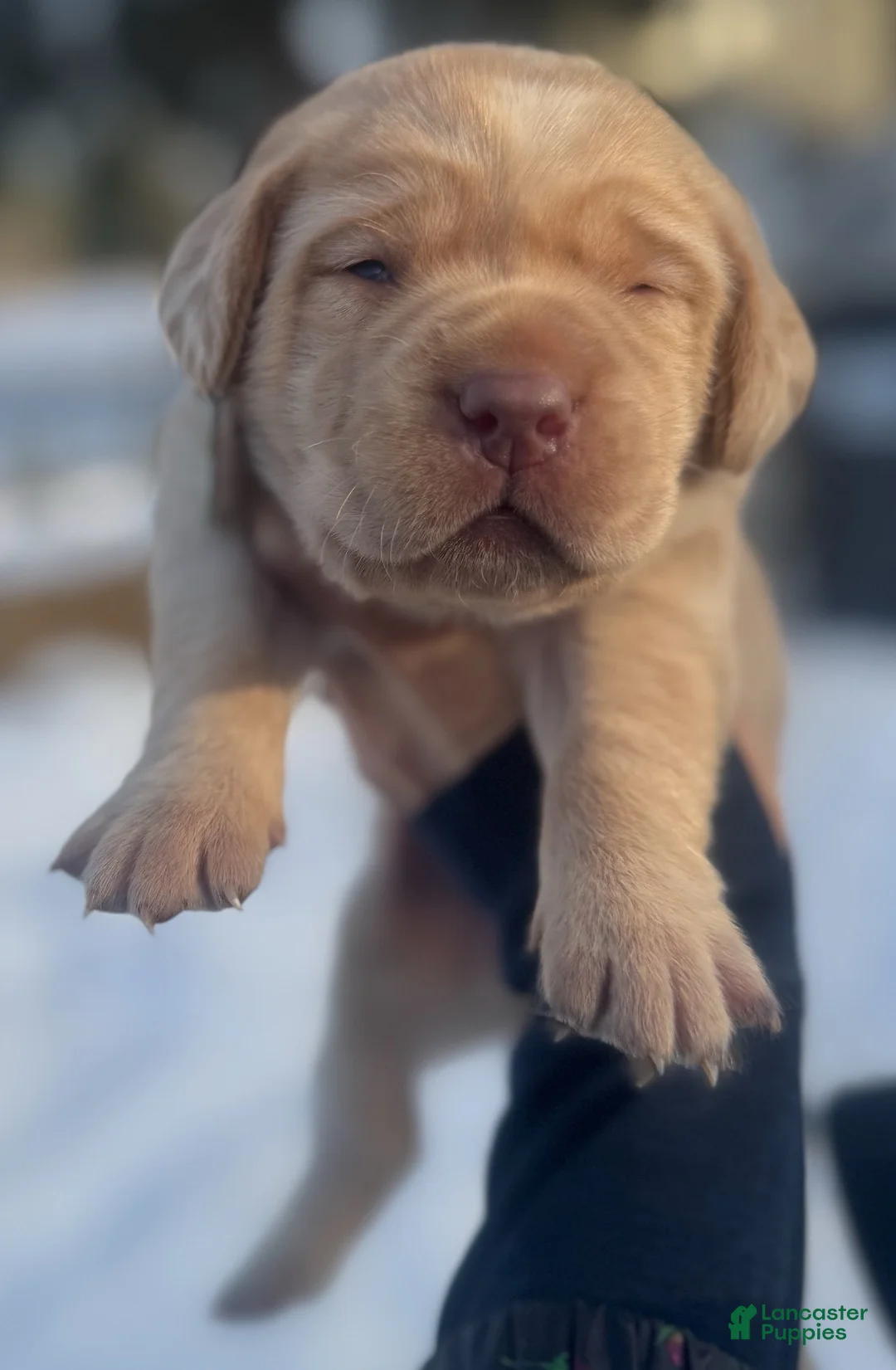 Labrador Retriever dogs for sale: Labrador Retriever Puppy 2 - Ad 17