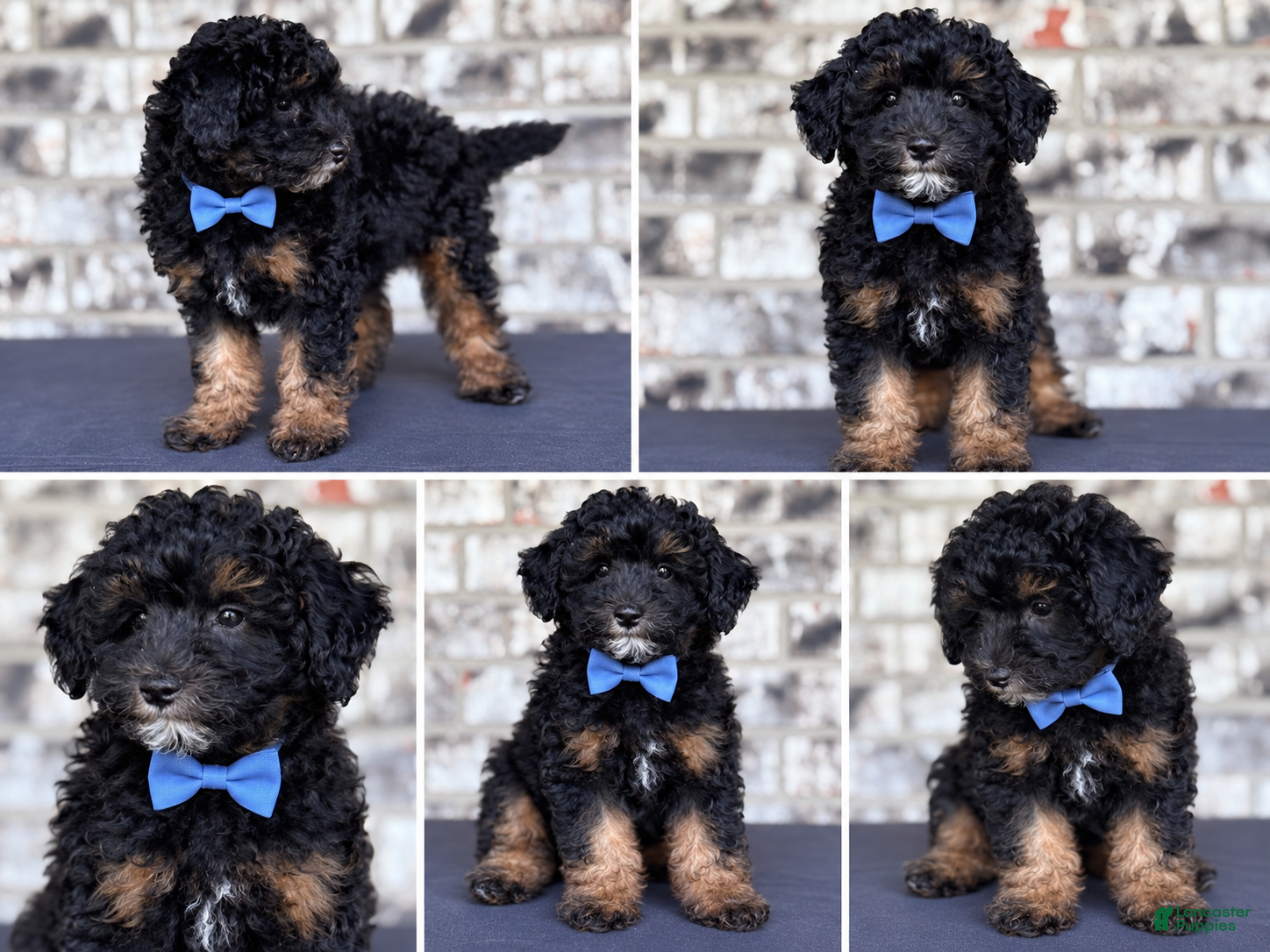 Mini Goldendoodle dogs Mini Goldendoodle 1 - Ad 12