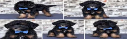 Mini Goldendoodle dogs for sale: Mini Goldendoodle 1 - Ad 1
