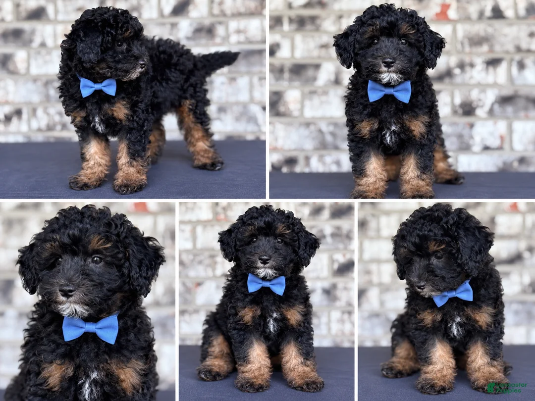 Mini Goldendoodle dogs for sale: Mini Goldendoodle 1 - Ad 1