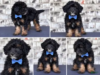 Mini Goldendoodle dogs Mini Goldendoodle 1 - Ad 12
