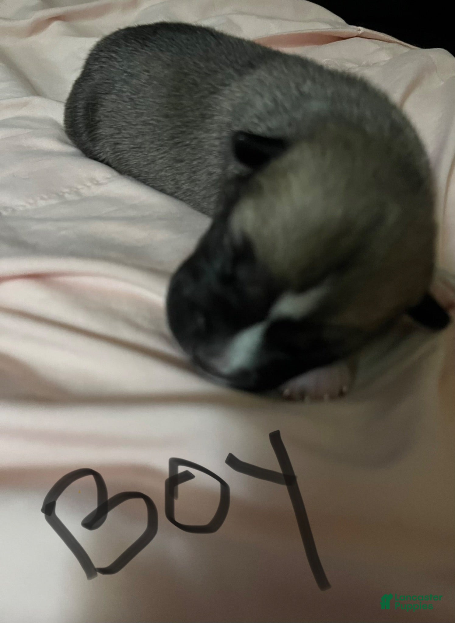 Mixed Breed dogs Mixed Breed 2 - Ad 37