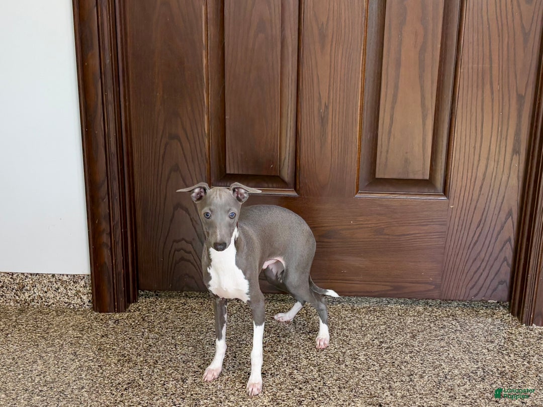 Italian Greyhound dogs for sale: Noah - Ad 6