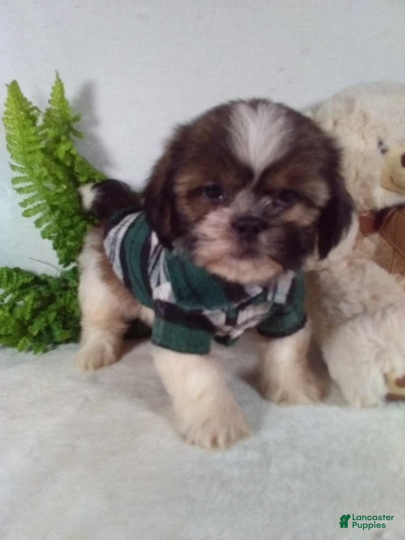 Shih Tzu dogs Bruno - Ad 2