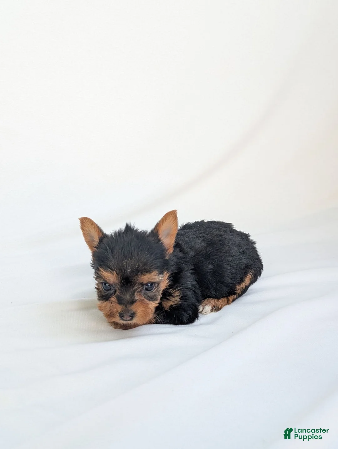 Yorkshire Terrier dogs for sale: Cinderella  - Ad 6