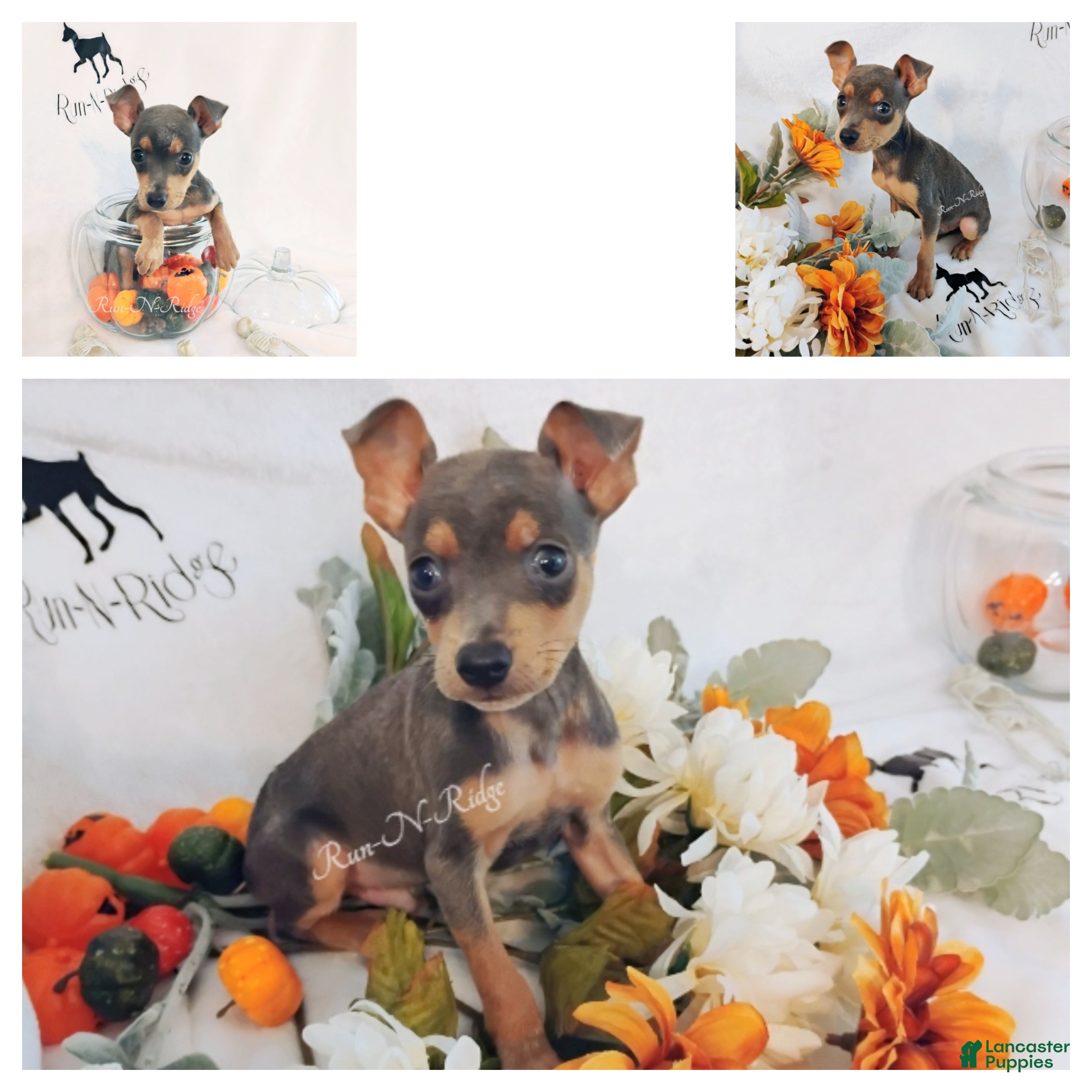 Miniature Pinscher dogs for sale: HPA "Blu Rage" - Ad 2