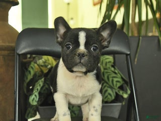 Frenchton dogs - Ad 12