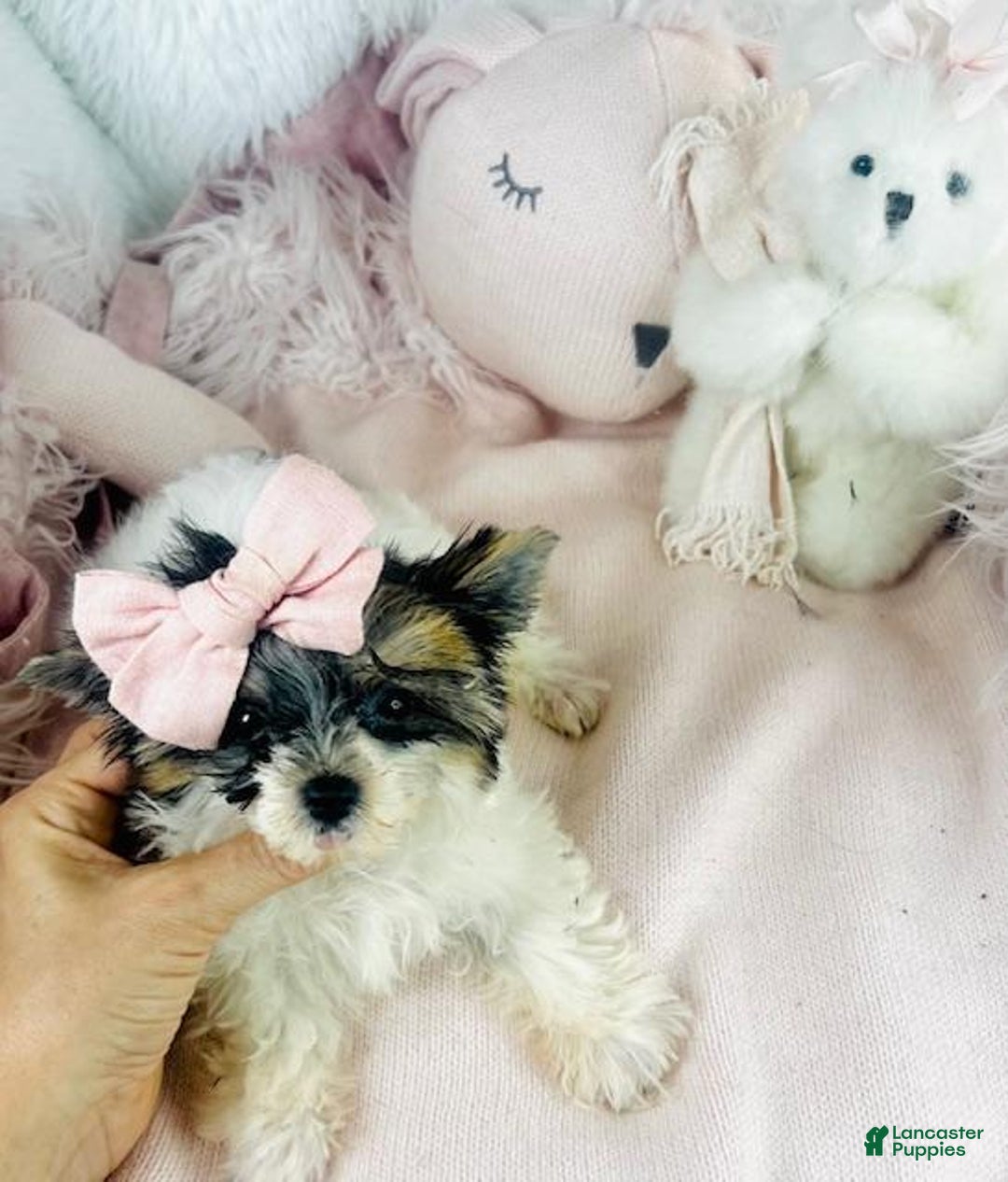 Yorkshire Terrier dogs for sale: Yorkshire Terrier Puppy 3 - Ad 2