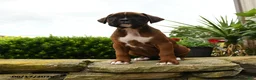 Boxer dogs for sale: Tiara - Ad 3