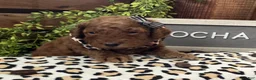 Miniature Poodle dogs for sale: Mocha - Ad 8