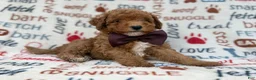 Cavapoo dogs for sale: Adam - Ad 7