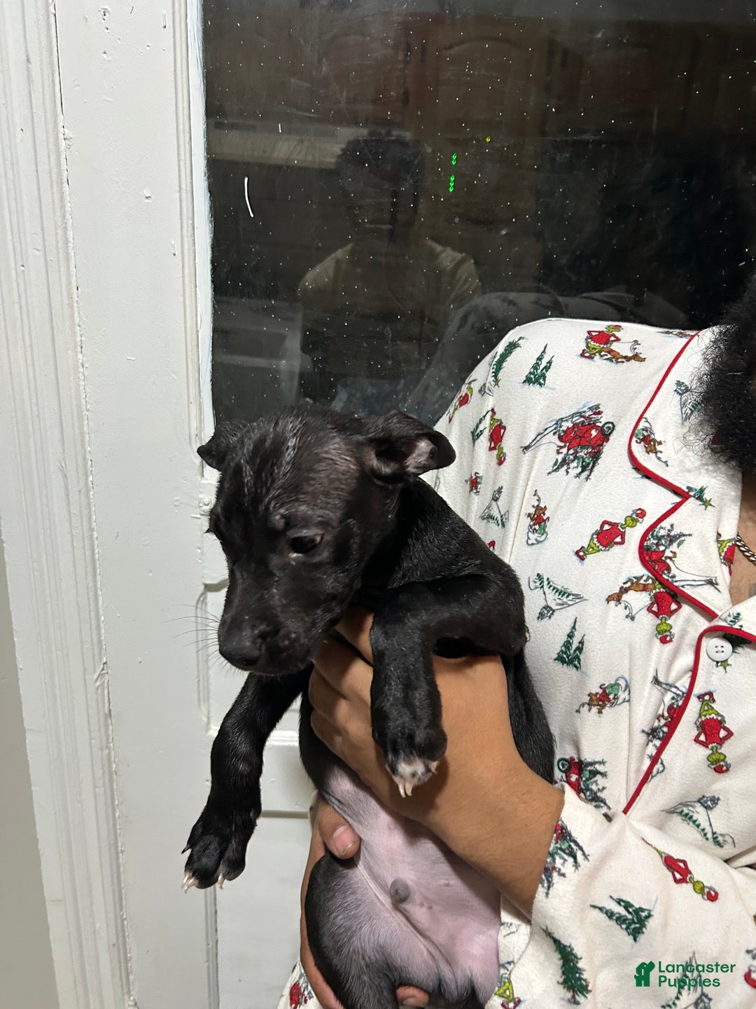 Mixed Breed dogs for sale: Mixed Breed Puppy 7 - Ad 1