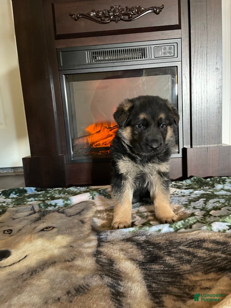 German Shepherd dogs Captain - Ad 13