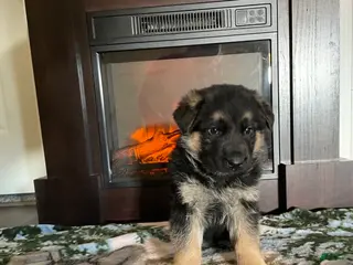 German Shepherd dogs Captain - Ad 36