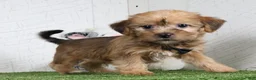 Shorkie dogs for sale: Ike - Ad 3