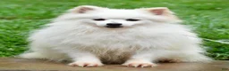 Pomeranian dogs for sale: Tinker - Ad 11
