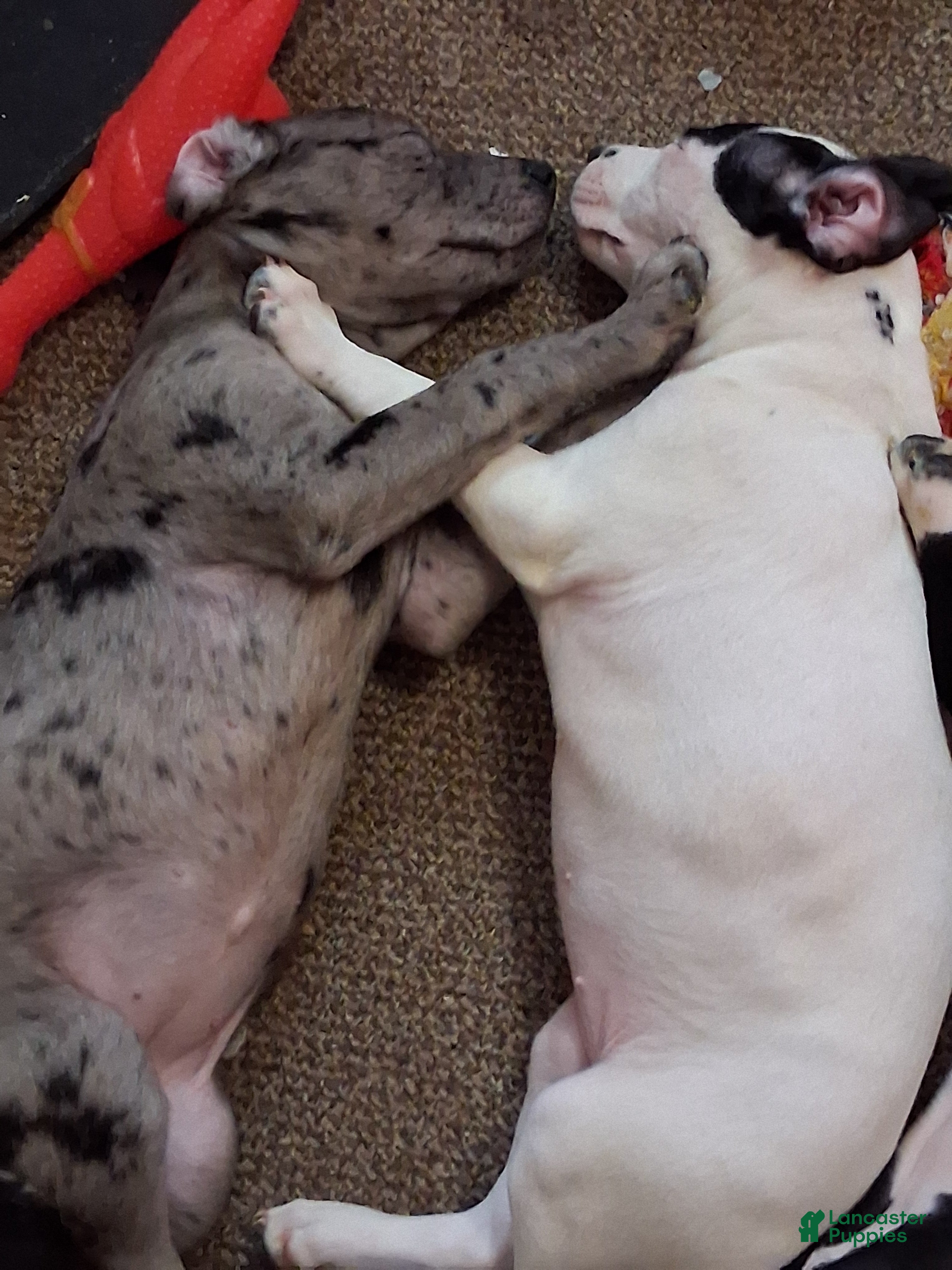 Mixed Breed dogs Snowflake - Ad 1