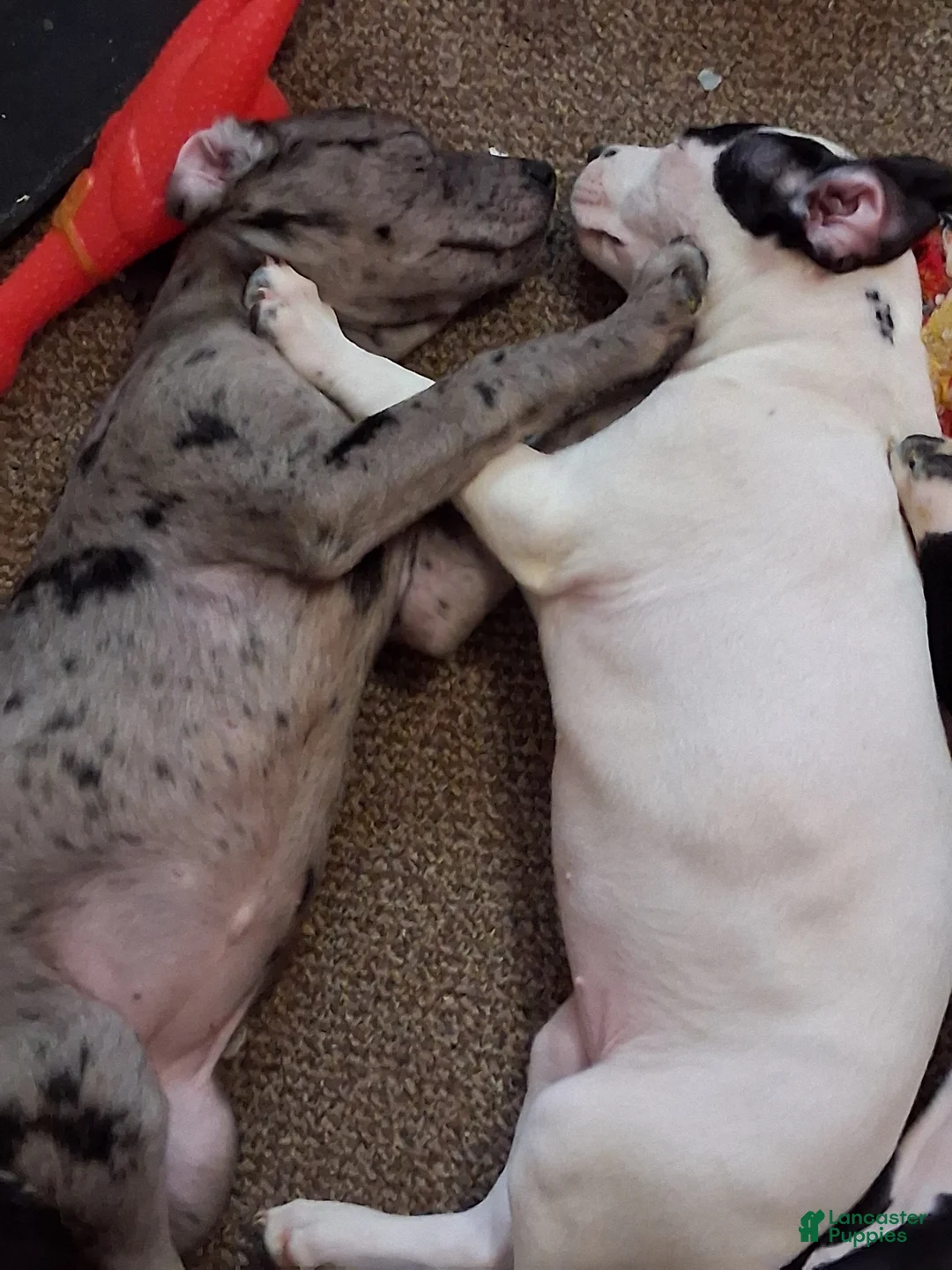 Mixed Breed dogs for sale: Snowflake - Ad 1