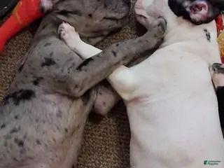 Mixed Breed dogs for sale: Snowflake - Ad 4