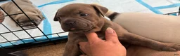American Bully dogs for sale: American Bully Puppy NOVA - Ad 5