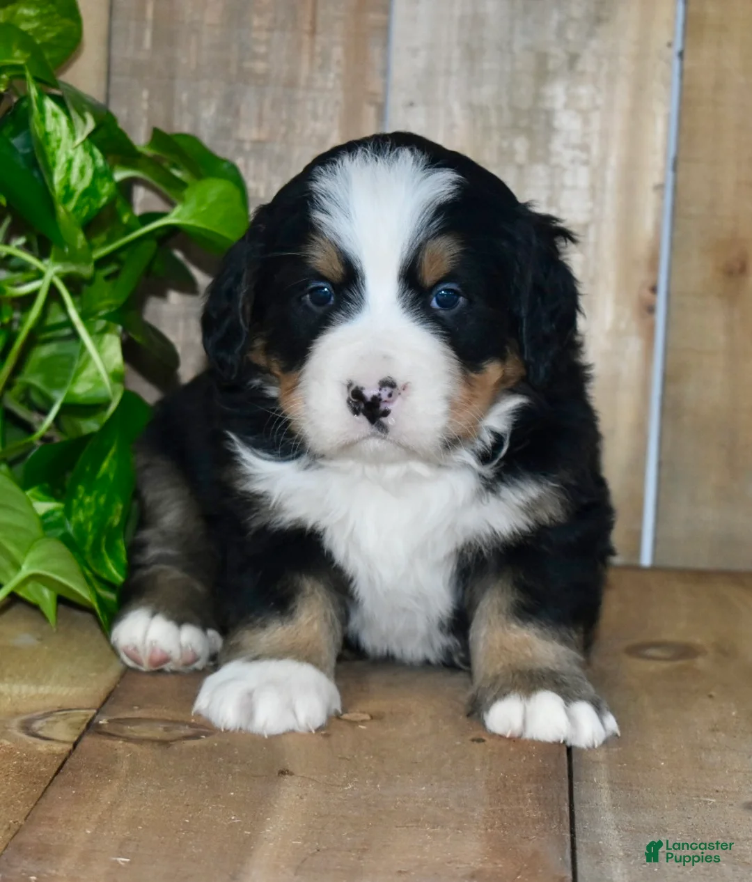 Bernese Mountain Dog dogs for sale: Waylon - Ad 3