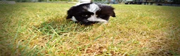 Havapoo dogs for sale: Kibbles - Ad 12