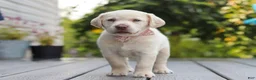 Labrador Retriever dogs for sale: Meadow - Ad 5