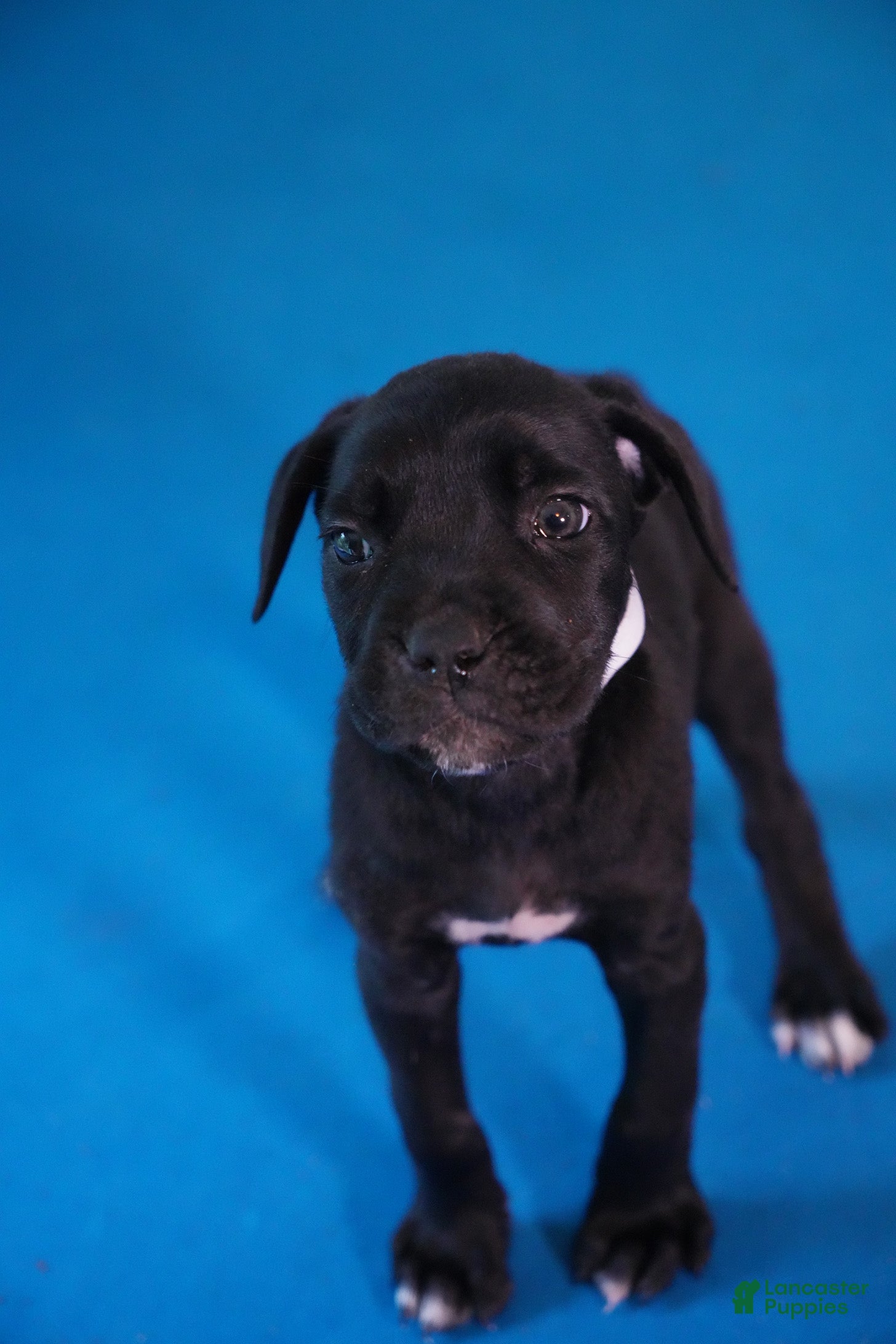 Cane Corso dogs Mystique  - Ad 1