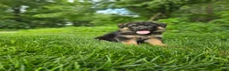 German Shepherd dogs for sale: Milo - Ad 4