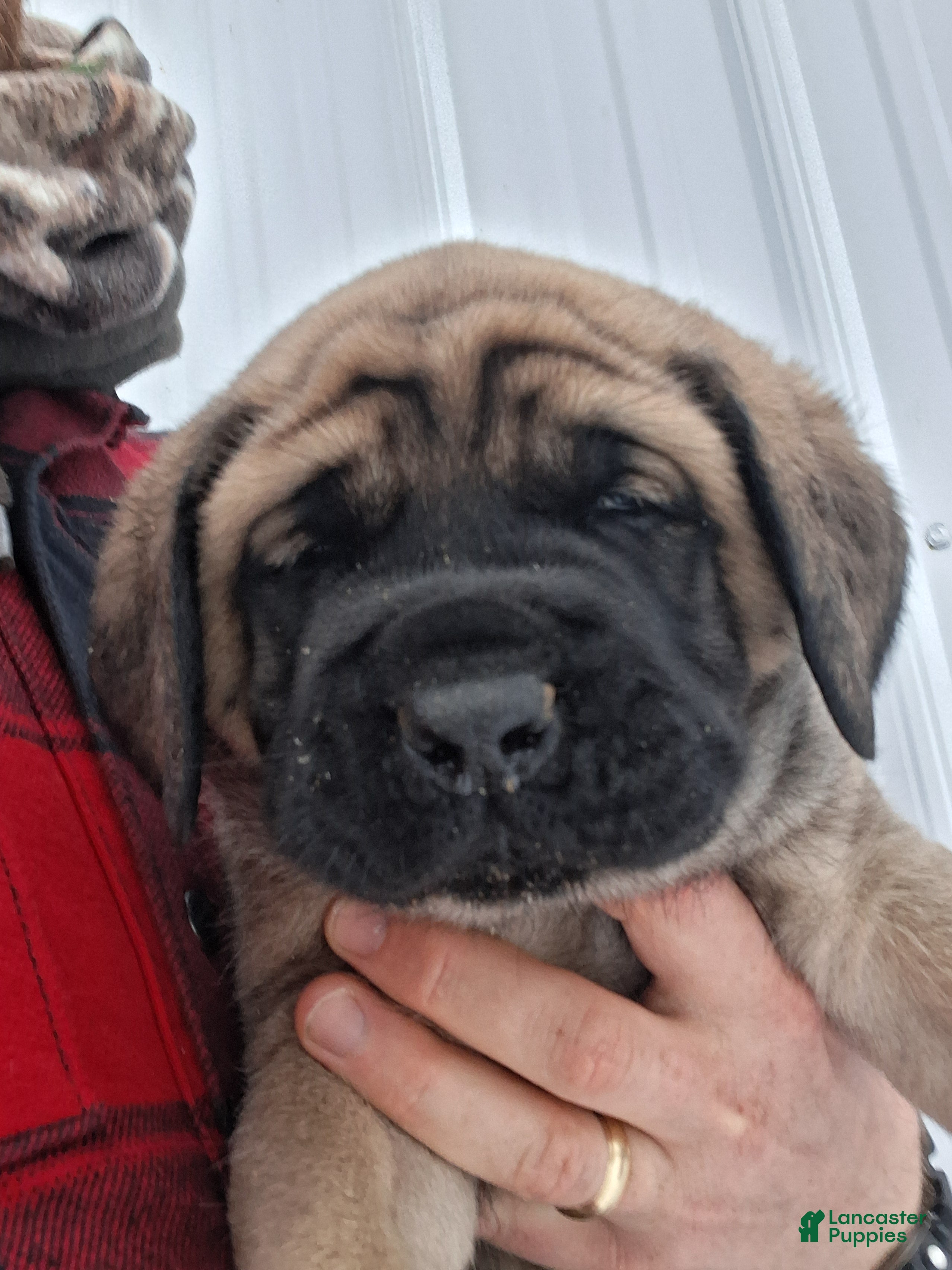 English Mastiff dogs Nina - Ad 23