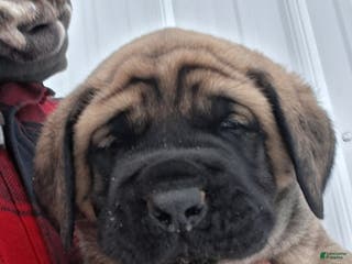 English Mastiff dogs Nina - Ad 23