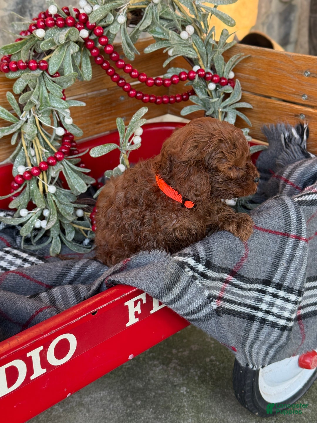 Mini Goldendoodle dogs for sale: Igloo - Ad 10