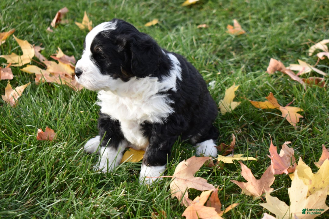 Mini Bernedoodle dogs for sale: Joy - Ad 3