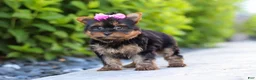 Yorkshire Terrier dogs for sale: Lola - Ad 4