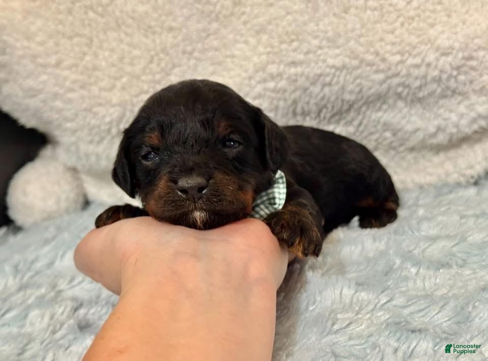 Cavapoo dogs Beau - Ad 25