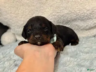 Cavapoo dogs Beau - Ad 15