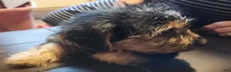 Yorkshire Terrier dogs for sale: Zeb - Ad 4