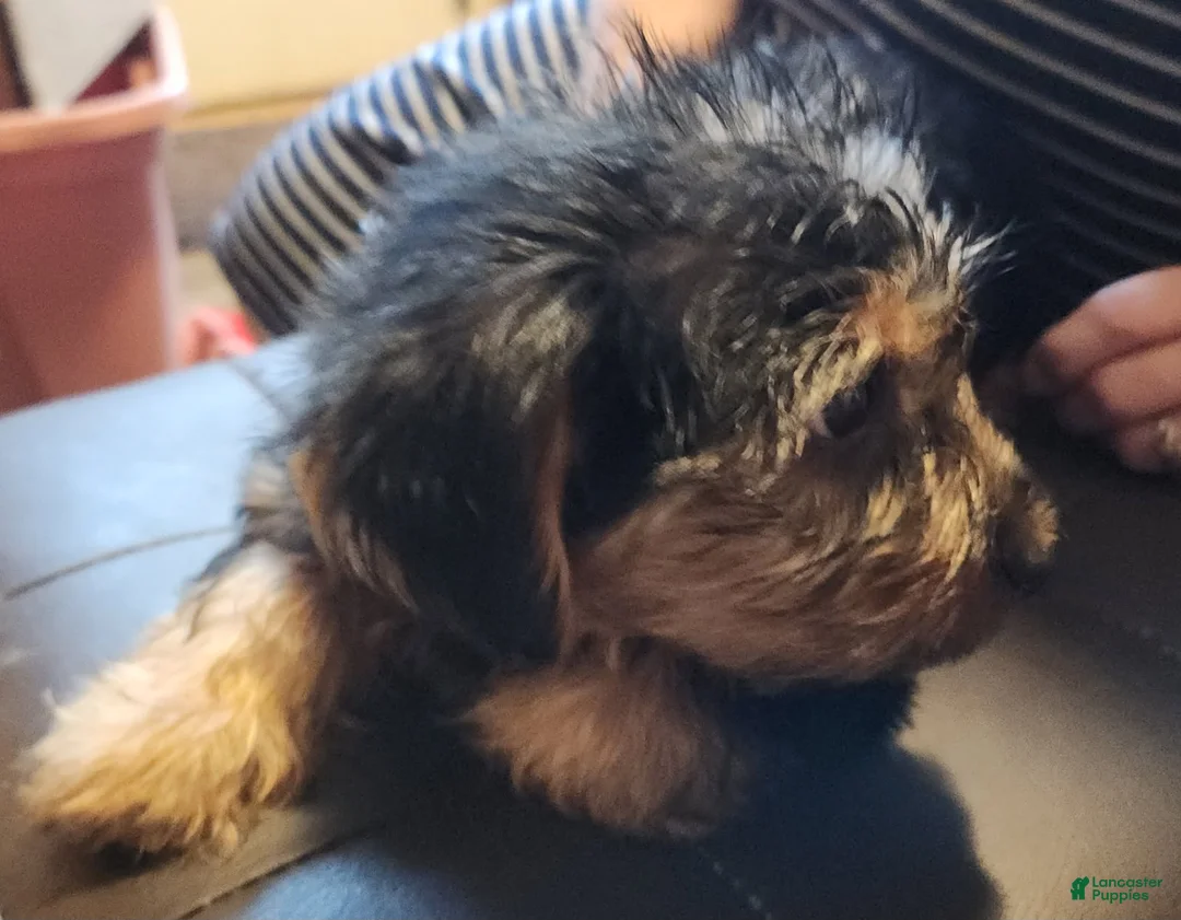 Yorkshire Terrier dogs for sale: Zeb - Ad 4