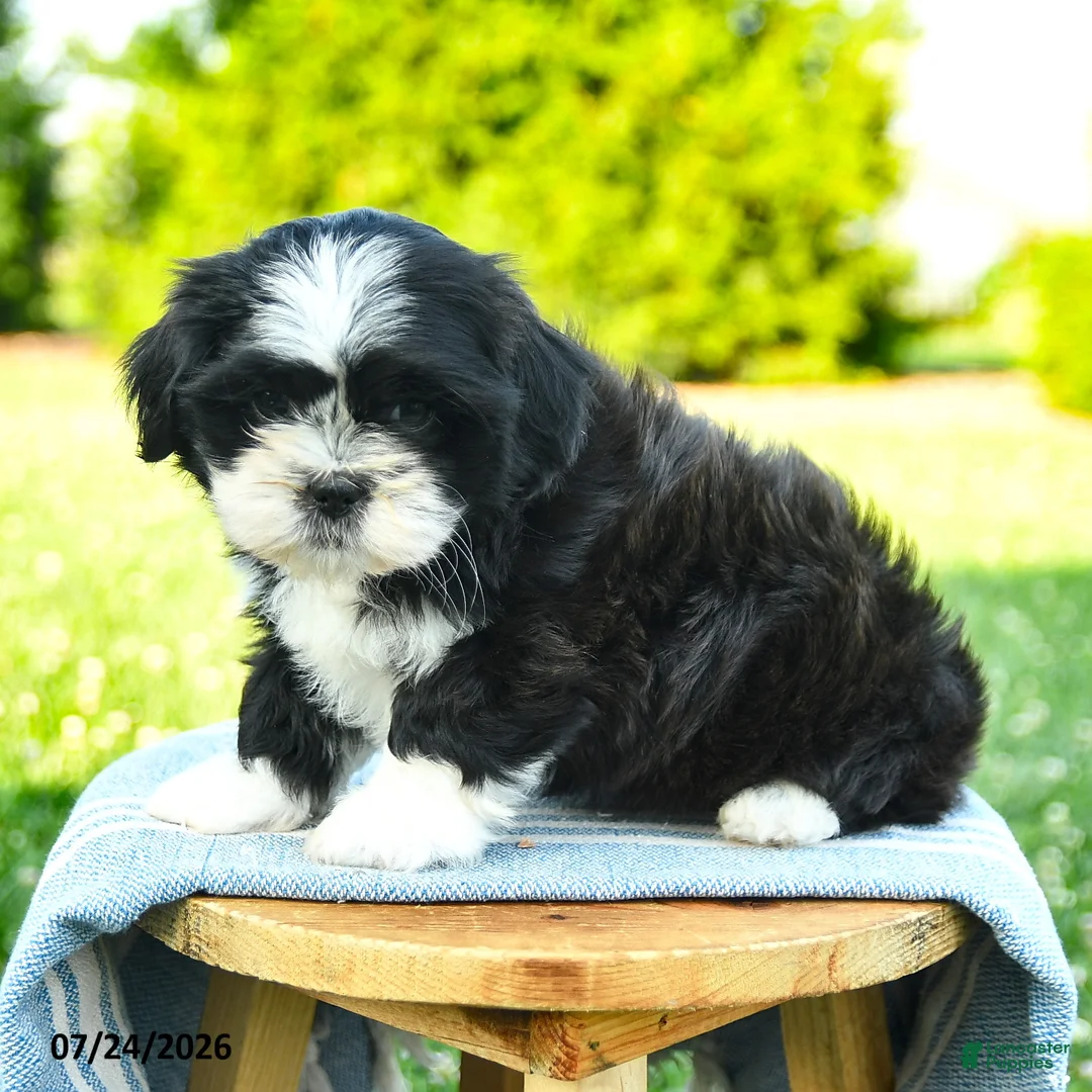 Shih Tzu dogs for sale: Samira - Ad 5
