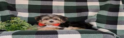Morkie dogs for sale: Raleigh 6 lbs Full Grown - Ad 4