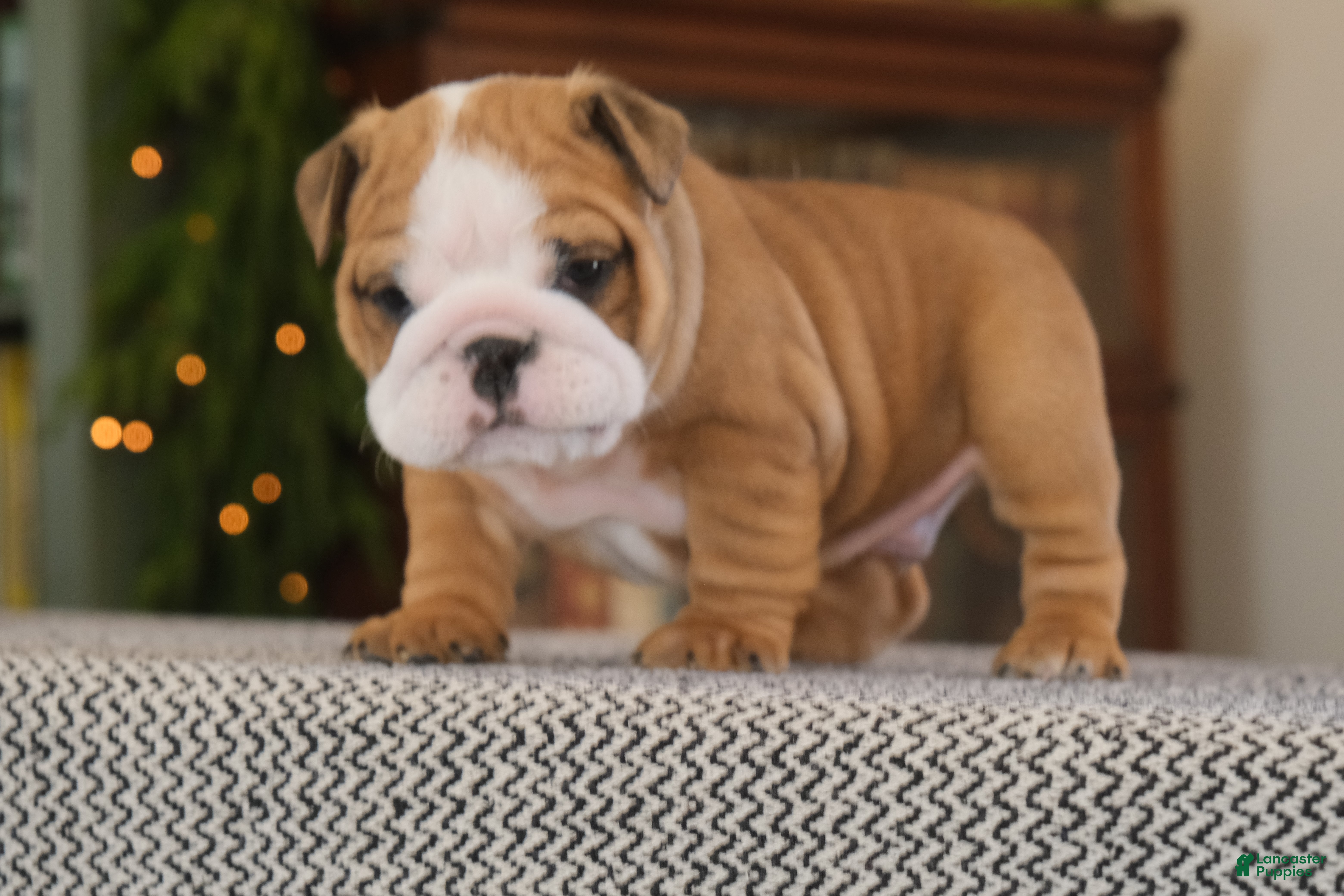English Bulldog dogs Leo - Ad 7