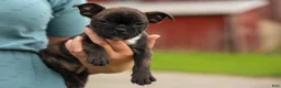 Frenchton dogs for sale: BETZY - Ad 3