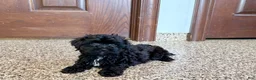 Havapoo dogs for sale: Havapoo Puppy 1 - Ad 6