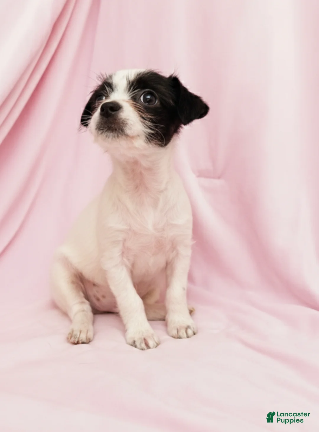 Mixed Breed dogs for sale: Lucy - Ad 2