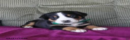 Greater Swiss Mountain Dog dogs for sale: Cleo - Ad 3