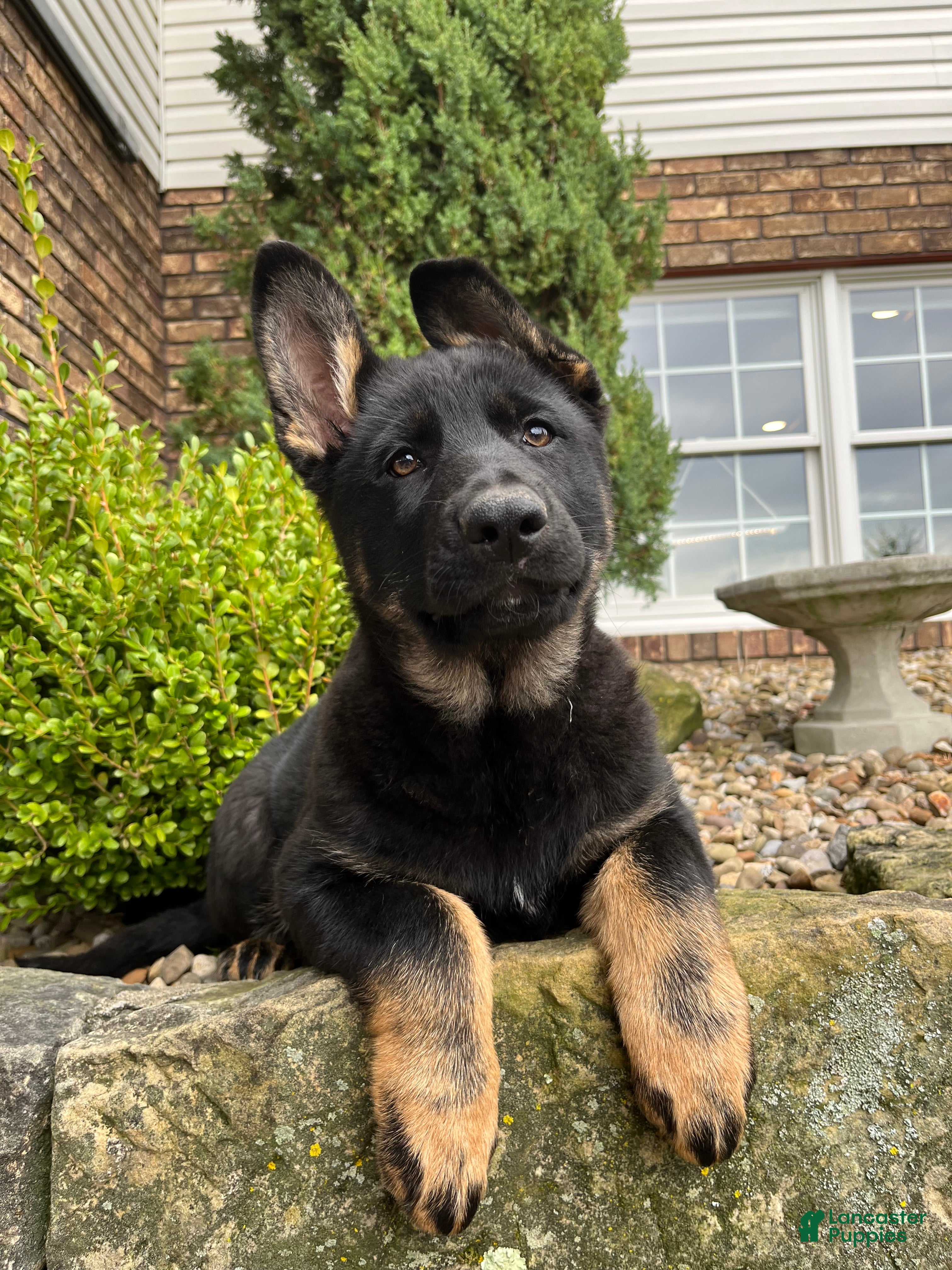 German Shepherd dogs Opal - Ad 2